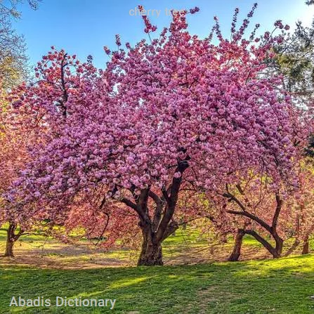 cherry tree